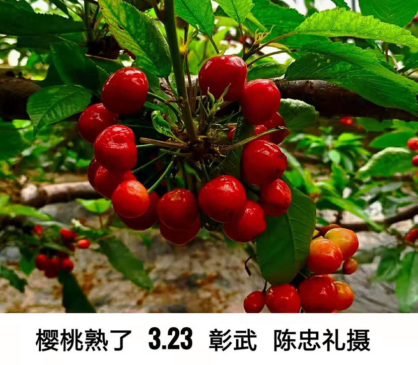櫻桃熟了2.jpg