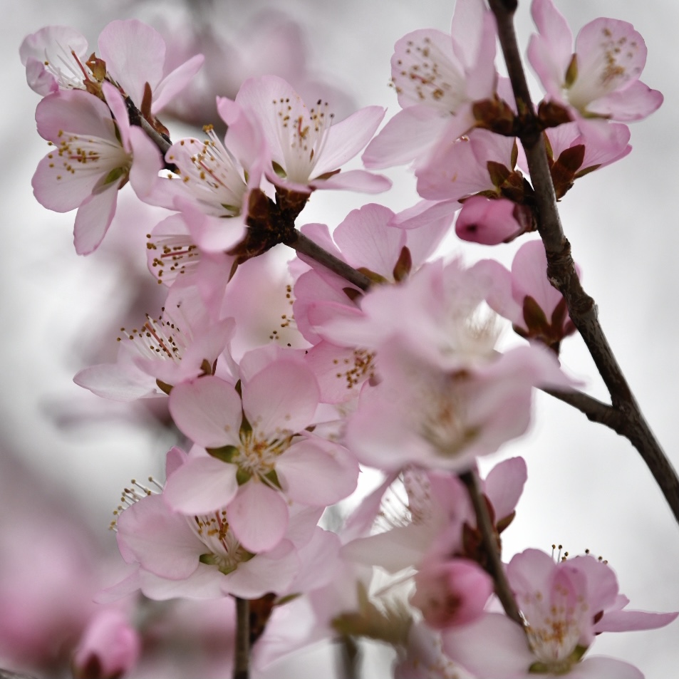桃花朵朵開(kāi)6.jpg