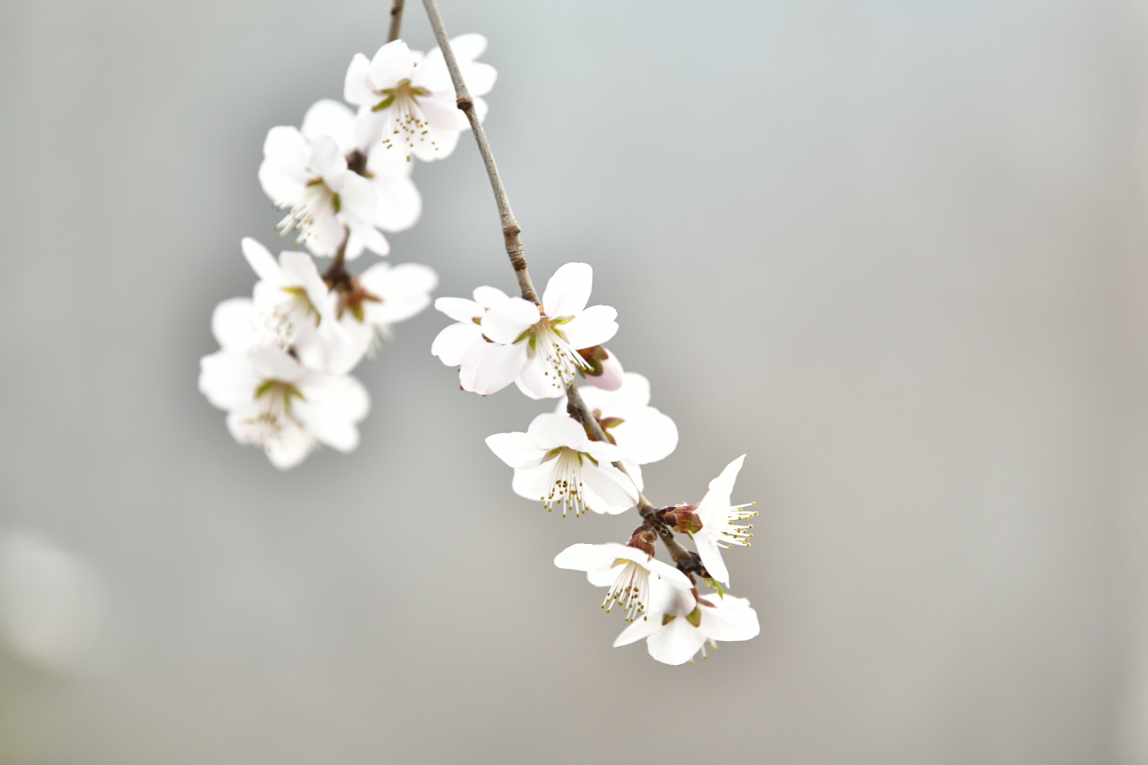 桃花朵朵開(kāi)3.jpg