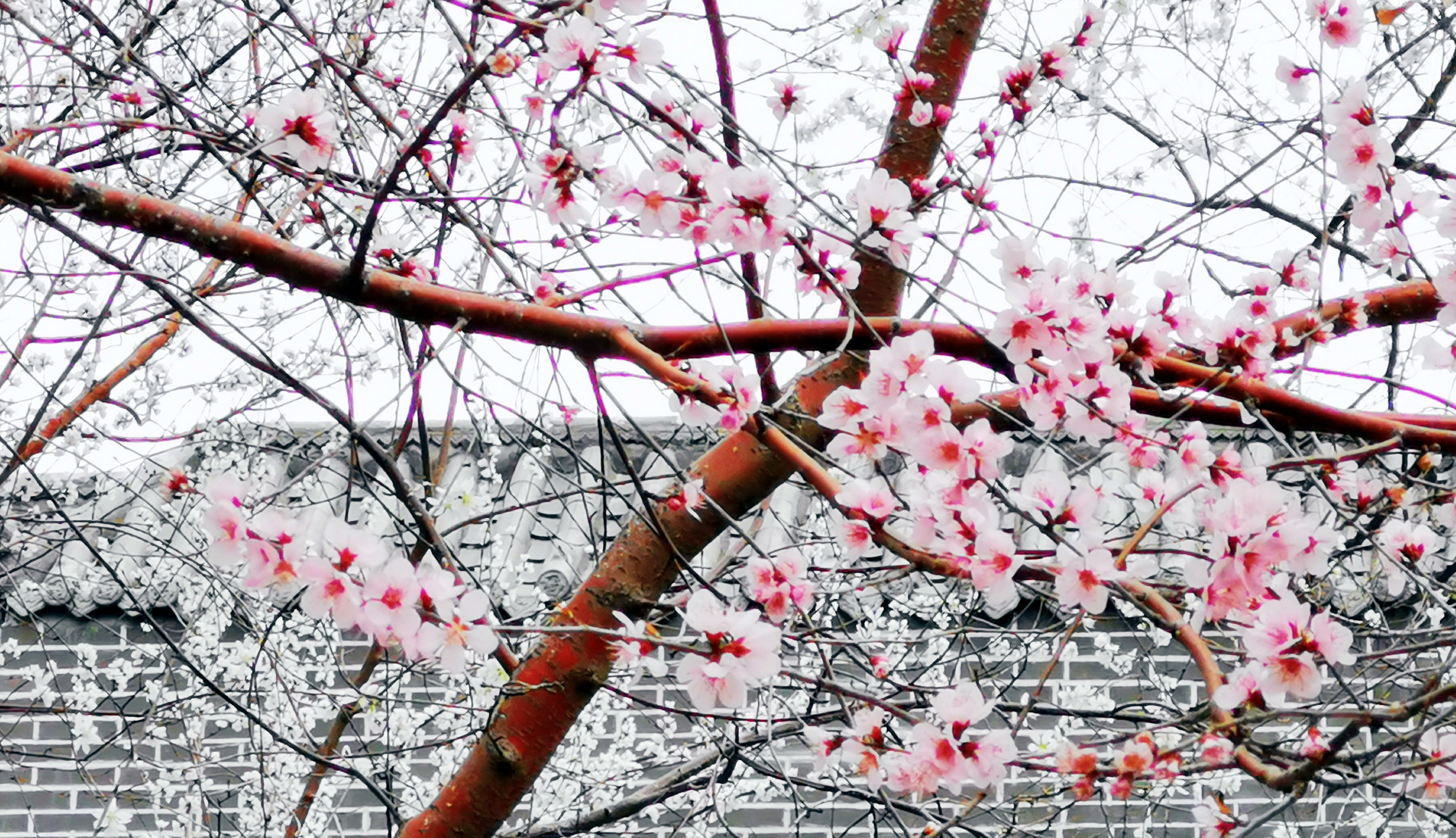 桃花朵朵開(kāi)1.jpg