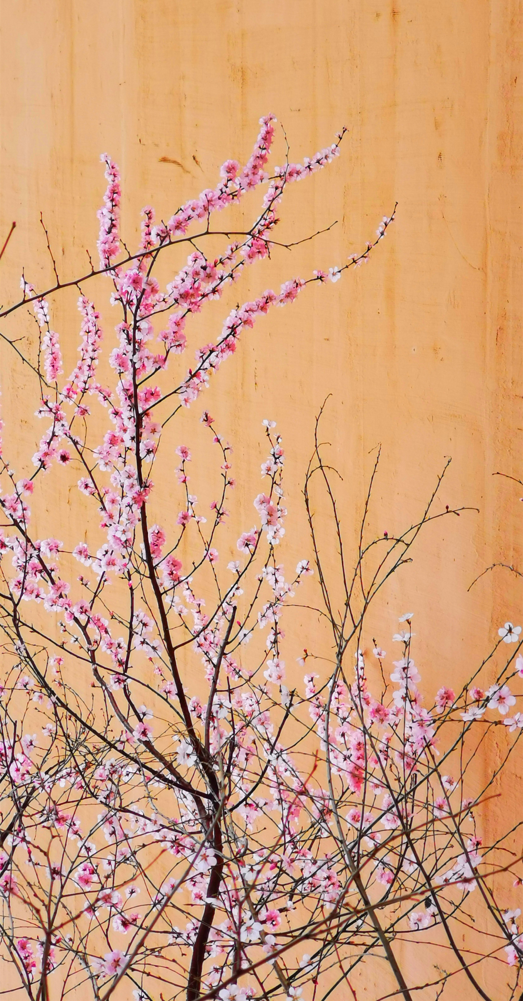 桃花朵朵開(kāi)4.jpg