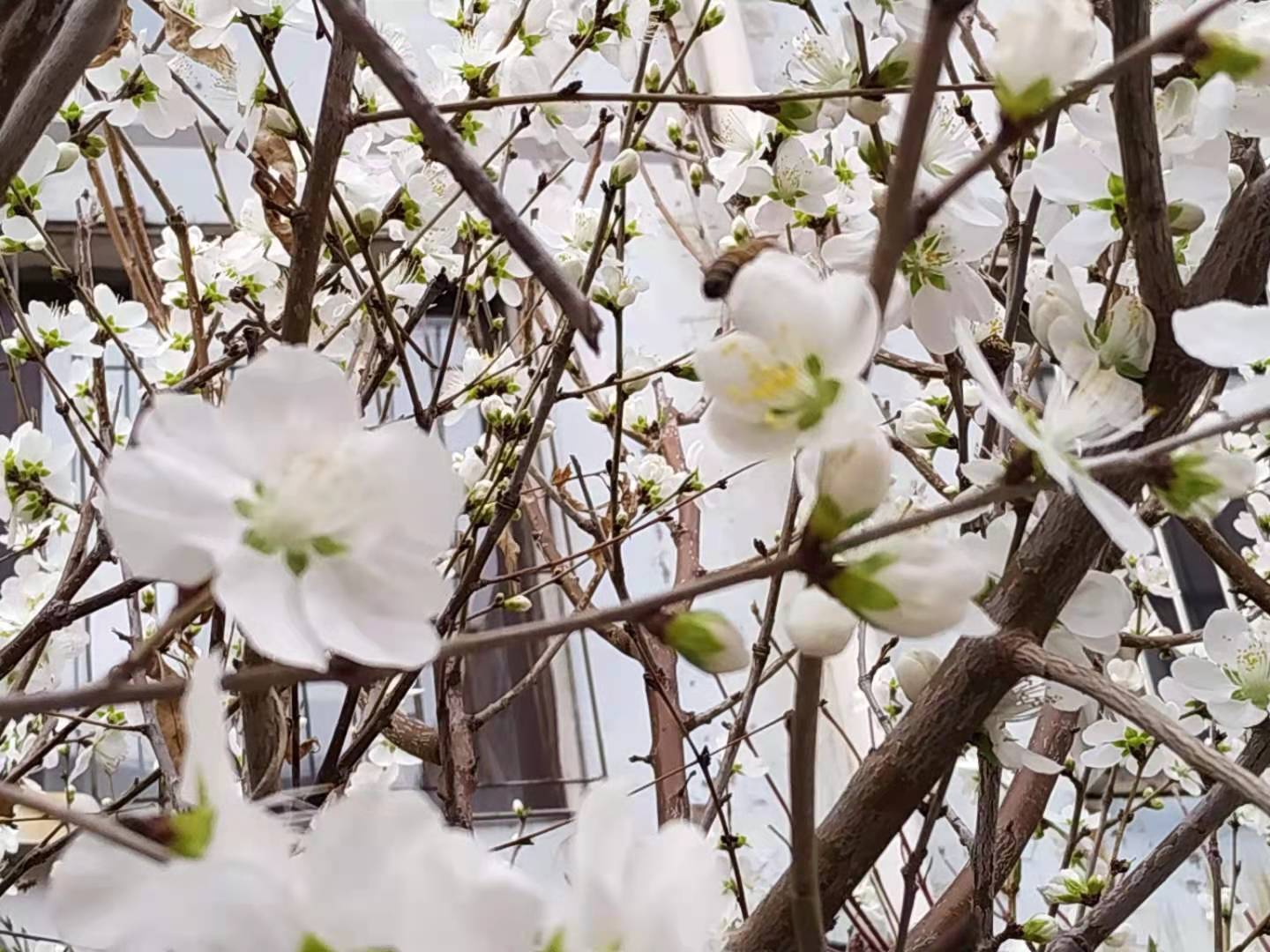 桃花朵朵開(kāi)5.jpg