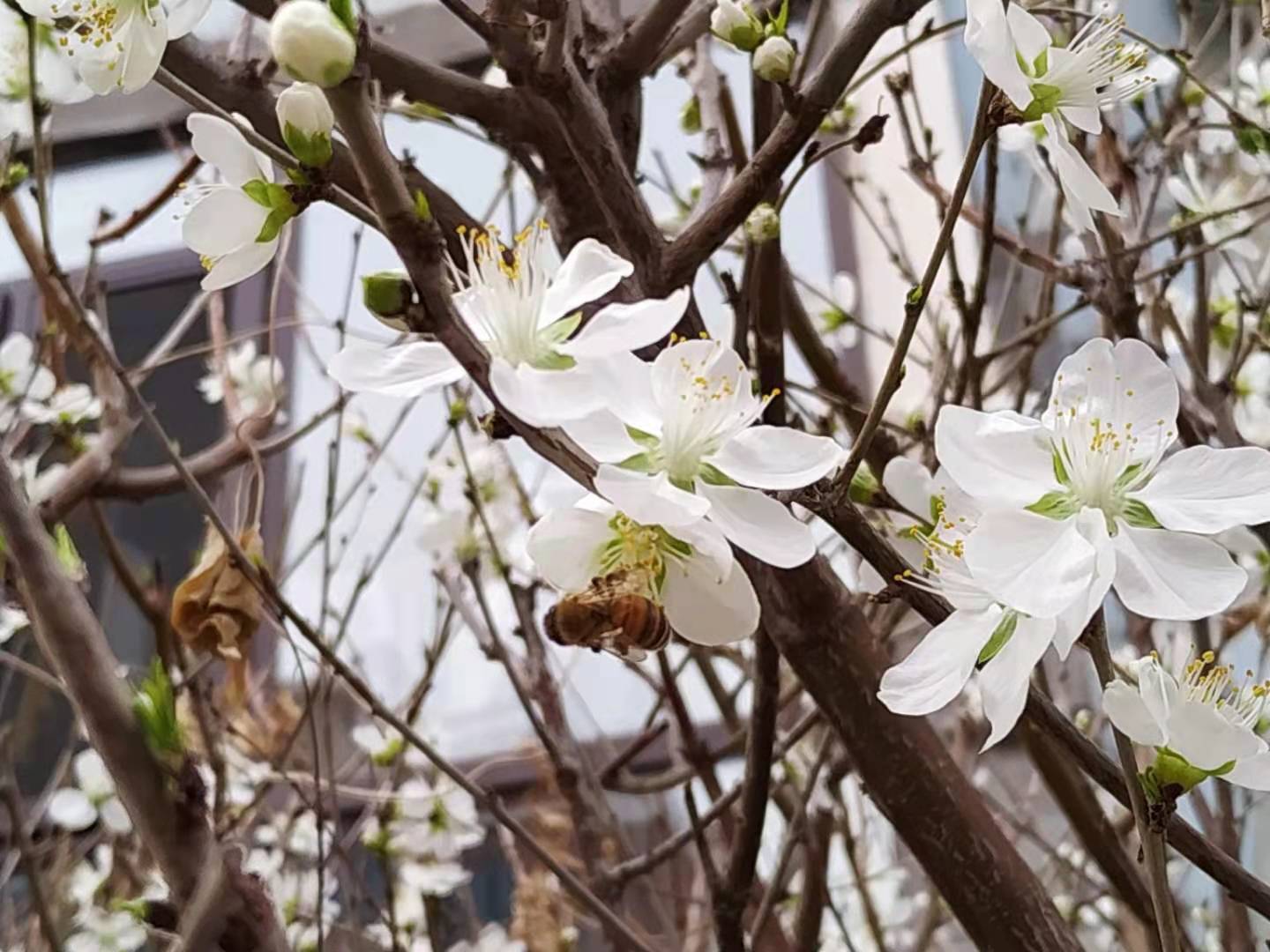 桃花朵朵開(kāi)7.jpg