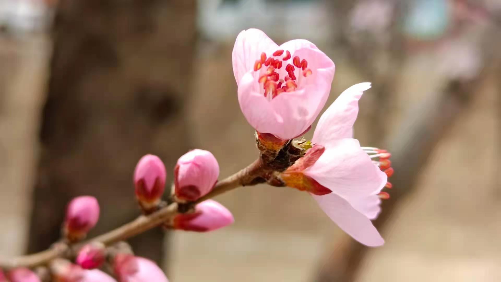 桃花朵朵開(kāi)8.jpg
