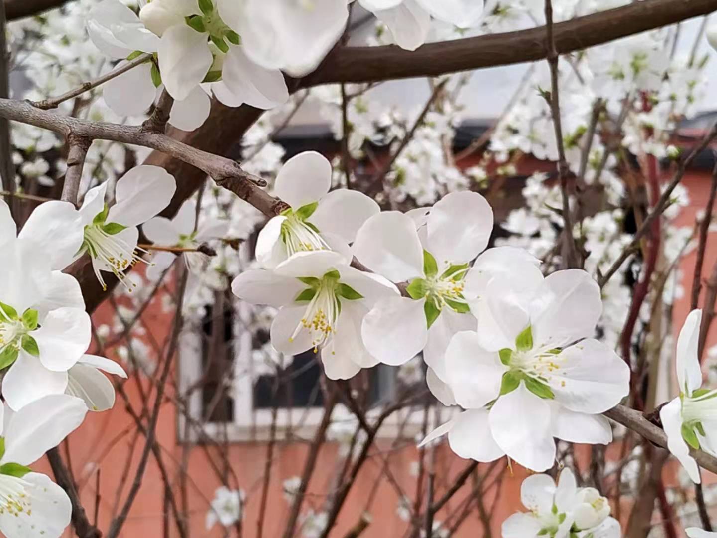 桃花朵朵開(kāi)9.jpg