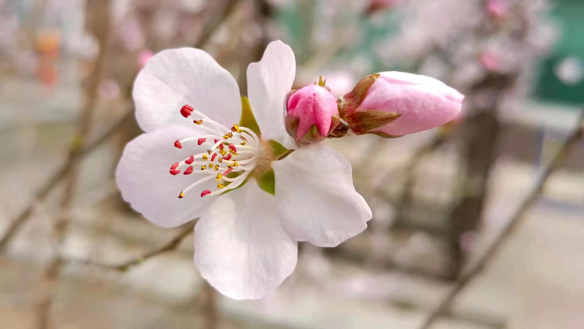 桃花朵朵開(kāi)11.jpg