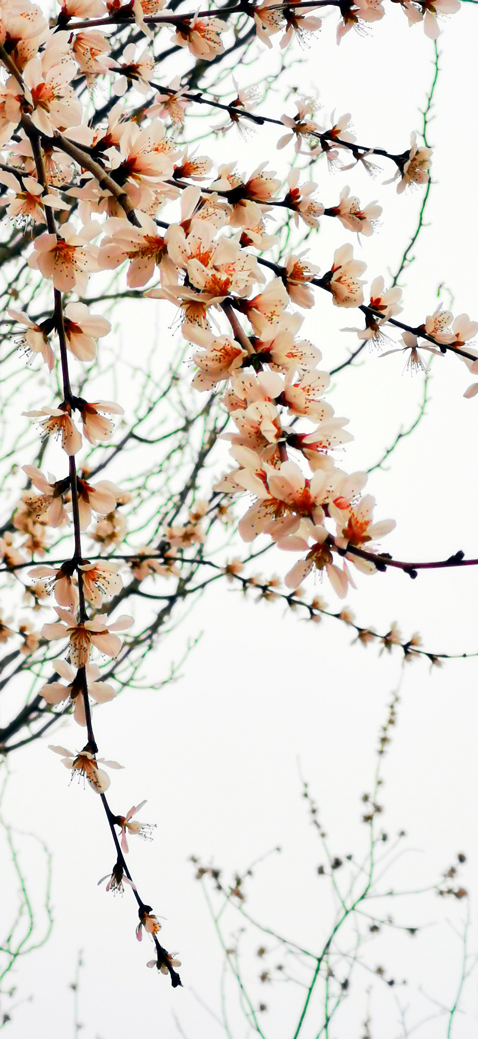桃花朵朵開(kāi)10.jpg