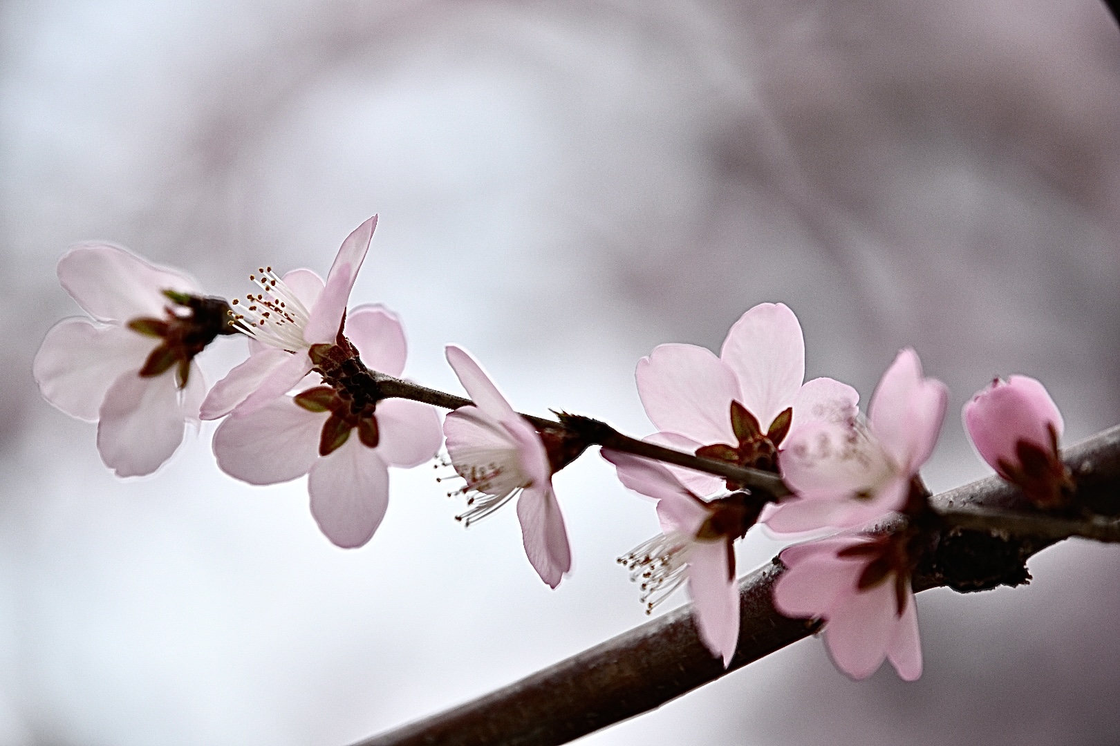 桃花朵朵開(kāi)12.jpg